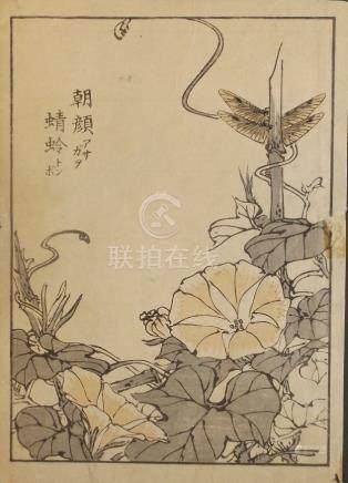 Yukoku Matsui, Japanese Morning Glory, 1st print 1901