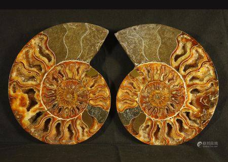 Ammonite sciée polie: Desmoceras Cretaceus,provenant de Mahajanga,Madagascar.