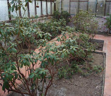  8 LARGE TENDER RHODODENDRUM PLANTS
    
  