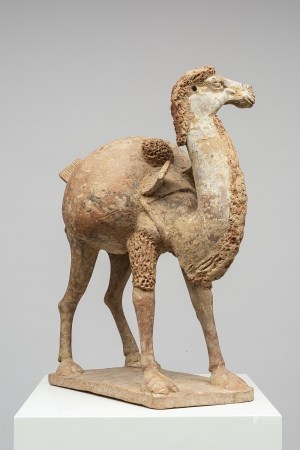 BACTRIAN CAMEL